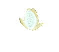 fiore FIORE Fiore fiori FIORI Fiori piante PIANTE Piante pianta PIANTA Pianta gif animate GIF ANIMATE Gif Animate