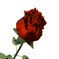 rosa ROSA Rosa rose ROSE Rose fiore FIORE Fiore fiori FIORI Fiori piante PIANTE Piante pianta PIANTA Pianta gif animate GIF ANIMATE Gif Animate