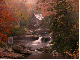 albero ALBERO Albero alberi ALBERI Alberi  fiore FIORE Fiore fiori FIORI Fiori piante PIANTE Piante pianta PIANTA Pianta gif animate GIF ANIMATE Gif Animate