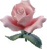 rosa ROSA Rosa rose ROSE Rose bocciolo BOCCIOLO Bocciolo boccioli BOCCIOLI Boccioli fiore FIORE Fiore fiori FIORI Fiori piante PIANTE Piante pianta PIANTA Pianta gif animate GIF ANIMATE Gif Animate