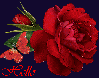 rosa ROSA Rosa rose ROSE Rose bocciolo BOCCIOLO Bocciolo boccioli BOCCIOLI Boccioli fiore FIORE Fiore fiori FIORI Fiori piante PIANTE Piante pianta PIANTA Pianta gif animate GIF ANIMATE Gif Animate