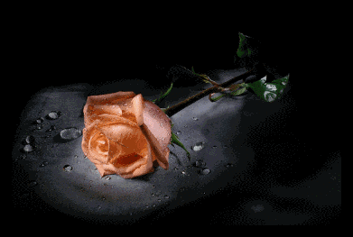rosa ROSA Rosa rose ROSE Rose bocciolo BOCCIOLO Bocciolo boccioli BOCCIOLI Boccioli fiore FIORE Fiore fiori FIORI Fiori piante PIANTE Piante pianta PIANTA Pianta gif animate GIF ANIMATE Gif Animate