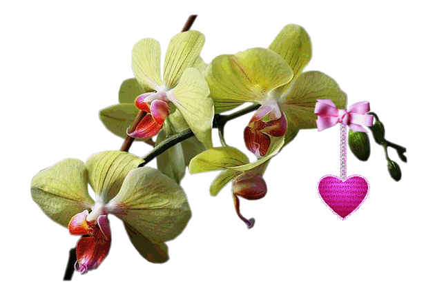 fiore FIORE Fiore fiori FIORI Fiori piante PIANTE Piante pianta PIANTA Pianta gif animate GIF ANIMATE Gif Animate