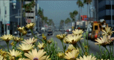 fiore FIORE Fiore fiori FIORI Fiori piante PIANTE Piante pianta PIANTA Pianta gif animate GIF ANIMATE Gif Animate