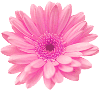 fiore FIORE Fiore fiori FIORI Fiori piante PIANTE Piante pianta PIANTA Pianta gif animate GIF ANIMATE Gif Animate