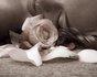 rosa ROSA Rosa rose ROSE Rose bocciolo BOCCIOLO Bocciolo boccioli BOCCIOLI Boccioli fiore FIORE Fiore fiori FIORI Fiori piante PIANTE Piante pianta PIANTA Pianta gif animate GIF ANIMATE Gif Animate