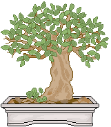 fiore FIORE Fiore fiori FIORI Fiori piante PIANTE Piante pianta PIANTA Pianta gif animate GIF ANIMATE Gif Animate