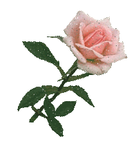 rosa ROSA Rosa rose ROSE Rose bocciolo BOCCIOLO Bocciolo boccioli BOCCIOLI Boccioli fiore FIORE Fiore fiori FIORI Fiori piante PIANTE Piante pianta PIANTA Pianta gif animate GIF ANIMATE Gif Animate
