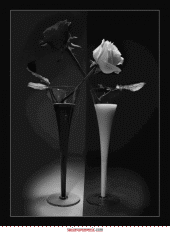 fiore FIORE Fiore fiori FIORI Fiori piante PIANTE Piante pianta PIANTA Pianta gif animate GIF ANIMATE Gif Animate